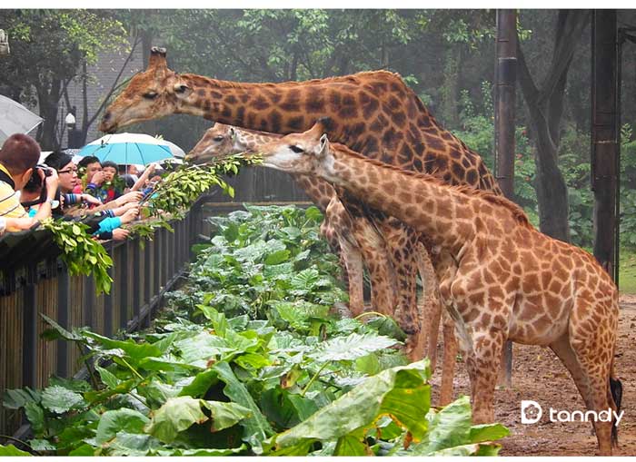 Xiangjiang Safari Park