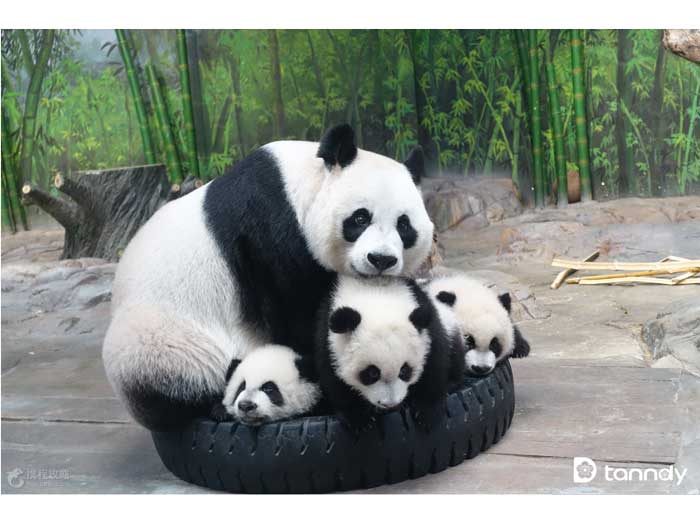 Xiangjiang-Safari-Park-3 Xiangjiang Safari Park