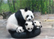 Xiangjiang-Safari-Park
