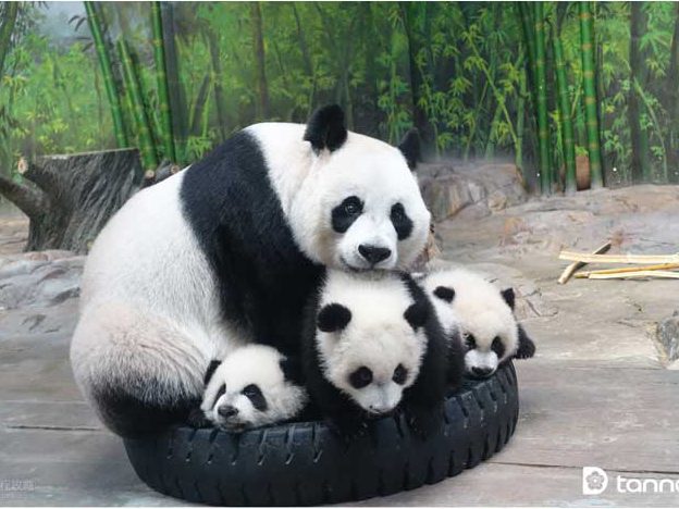 Xiangjiang-Safari-Park Xiangjiang-Safari-Park