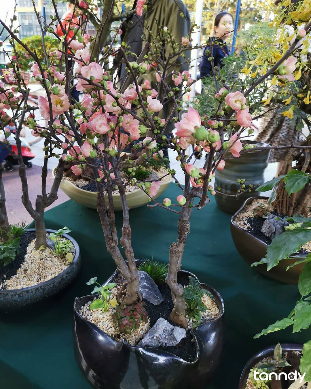 A-very-beautiful-peach-blossom-bonsai