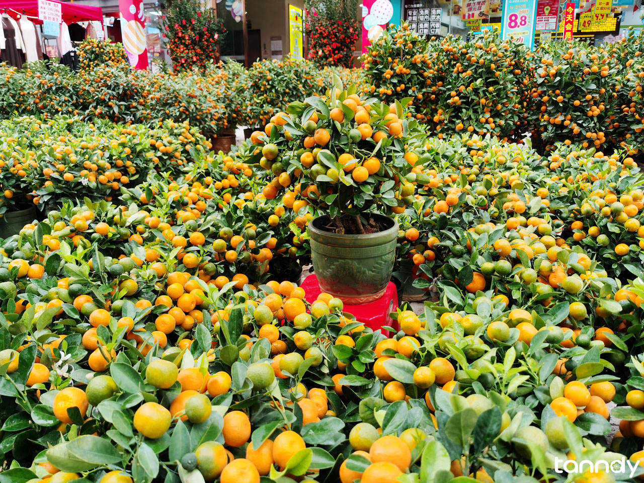 Guangzhou-Spring-Festival-Flower-Fair-orange-tree