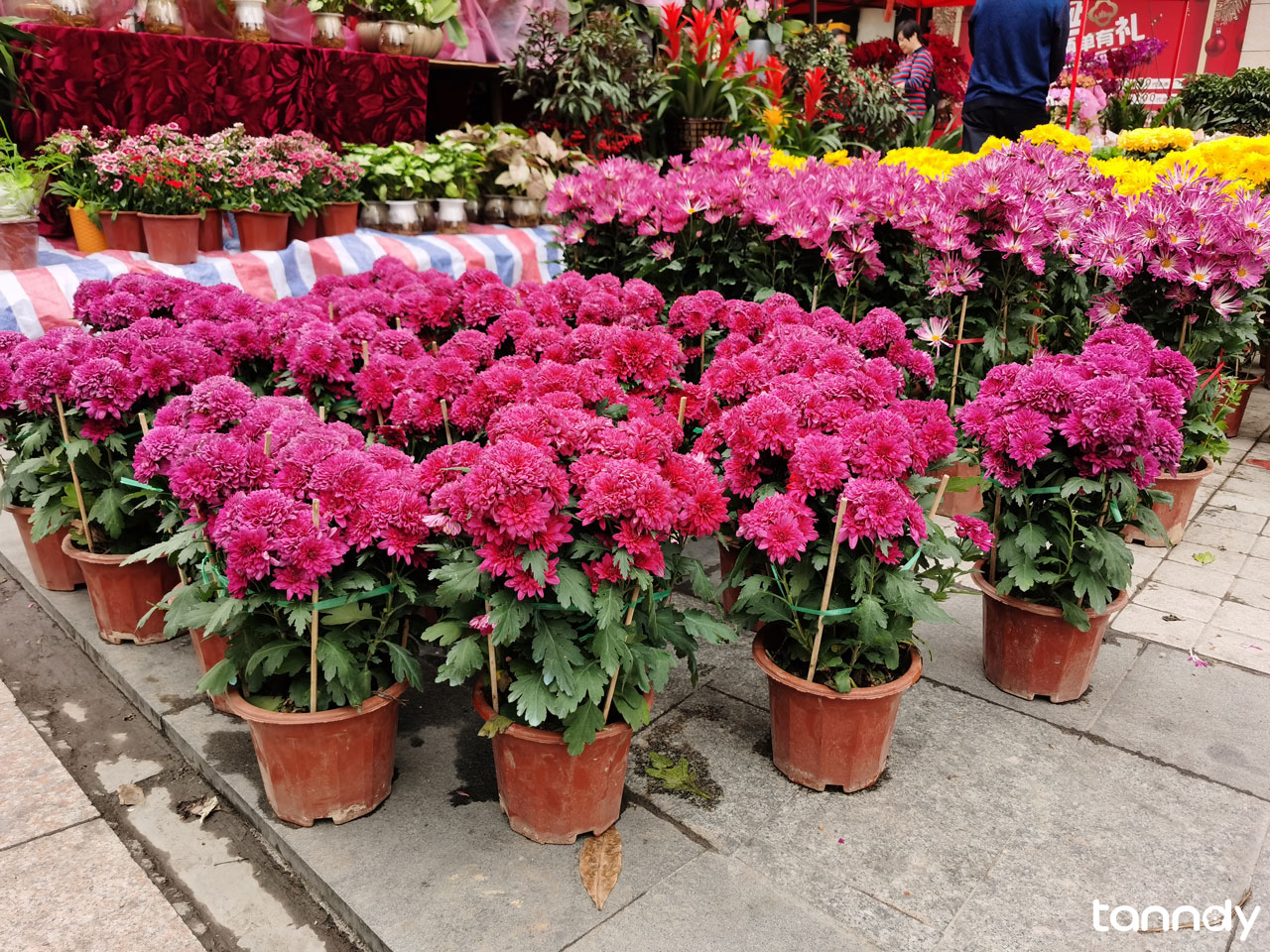 Guangzhou-Spring-Festival-Flower-Fair-chrysanthemum