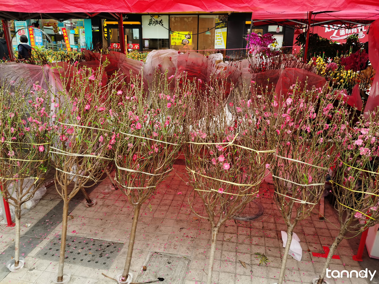 Guangzhou-Spring-Festival-Flower-Fair-peach blossom