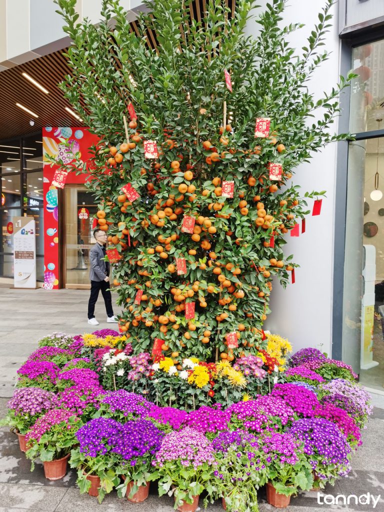 Guangzhou is having a Spring Festival Flower Fair - Tanndy Ltd